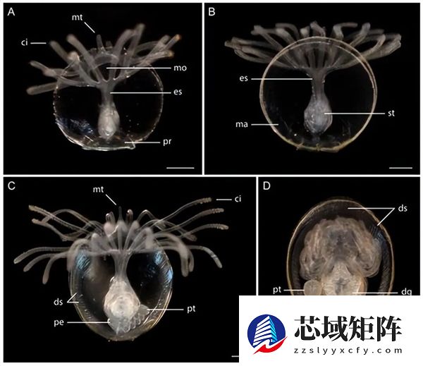 曾统治海底2亿年的腕足动物 为什么如今“拉到家”