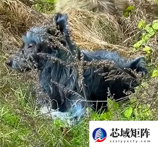 切尔诺贝利惊现蓝色毛发流浪狗 真相揭开：不是核辐射引发变异