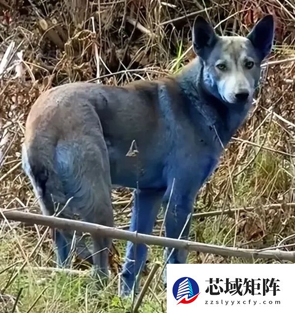 切尔诺贝利惊现蓝色毛发流浪狗 真相揭开：不是核辐射引发变异