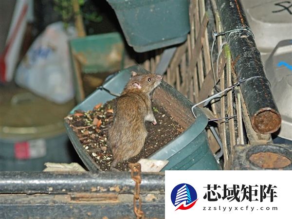 老鼠是不是要进化出獠牙了!欧洲老鼠已学会空中捕猎