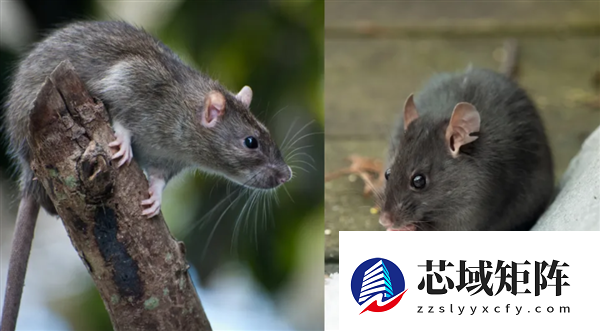 老鼠是不是要进化出獠牙了!欧洲老鼠已学会空中捕猎