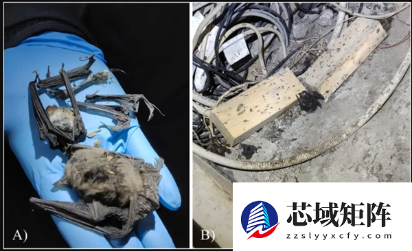 老鼠是不是要进化出獠牙了!欧洲老鼠已学会空中捕猎