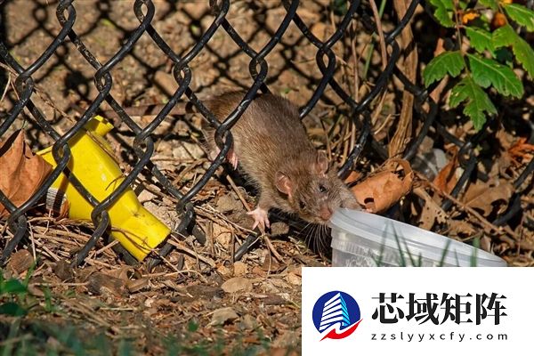 老鼠是不是要进化出獠牙了!欧洲老鼠已学会空中捕猎