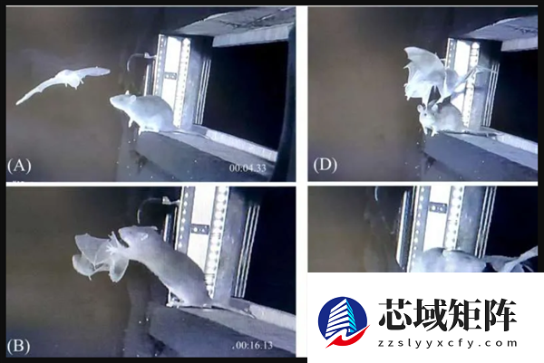 老鼠是不是要进化出獠牙了!欧洲老鼠已学会空中捕猎