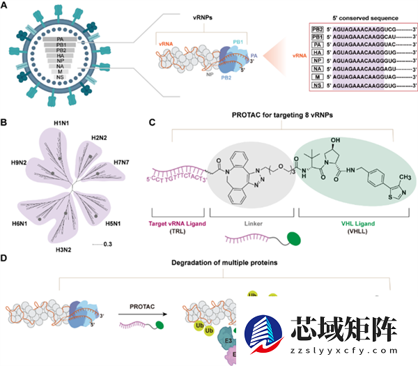 我国开辟广谱抗甲流新策略：不怕变异 多种病毒一网打尽