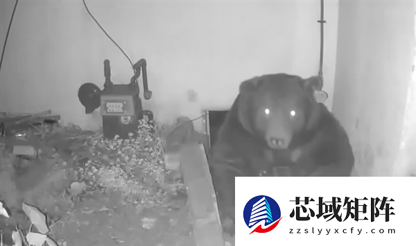 深夜听到沉重呼吸声：监控发现有个大家伙已在脚下潜伏数月