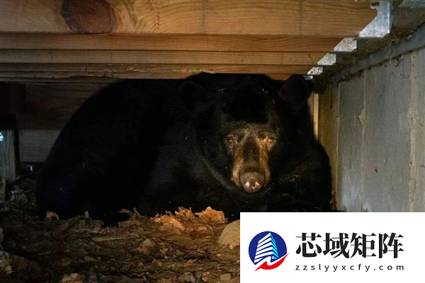 深夜听到沉重呼吸声：监控发现有个大家伙已在脚下潜伏数月