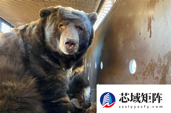 深夜听到沉重呼吸声：监控发现有个大家伙已在脚下潜伏数月