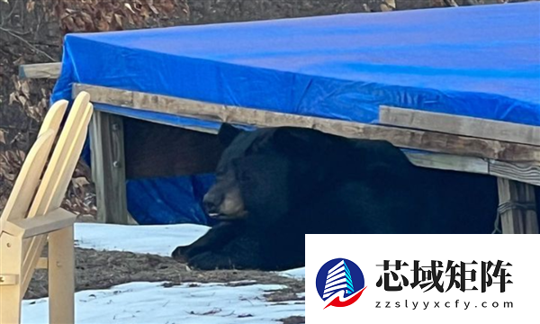 深夜听到沉重呼吸声：监控发现有个大家伙已在脚下潜伏数月