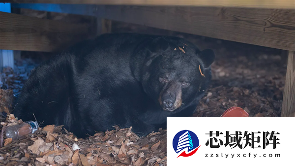 深夜听到沉重呼吸声：监控发现有个大家伙已在脚下潜伏数月