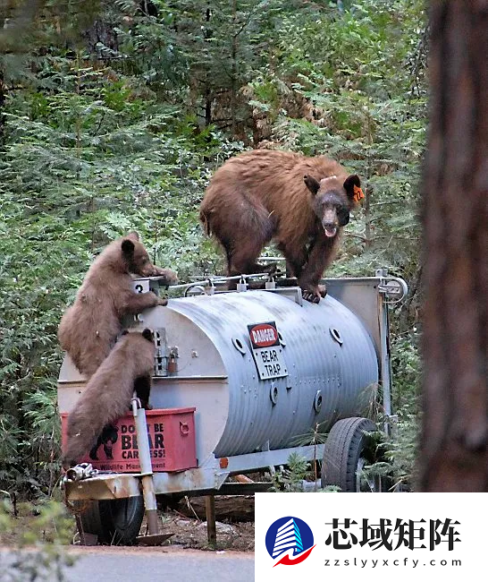 深夜听到沉重呼吸声：监控发现有个大家伙已在脚下潜伏数月