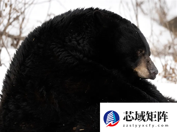 深夜听到沉重呼吸声：监控发现有个大家伙已在脚下潜伏数月