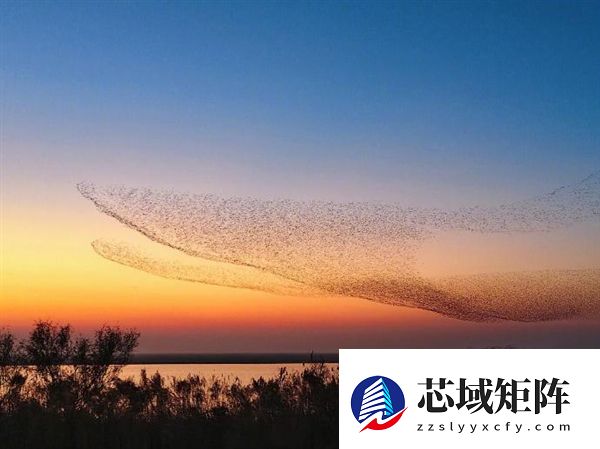 数十万只候鸟迁徙似巨鲲 网友：庄子逍遥游里“北冥有鱼”是真的