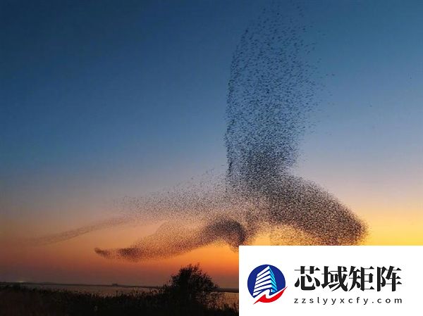 数十万只候鸟迁徙似巨鲲 网友：庄子逍遥游里“北冥有鱼”是真的