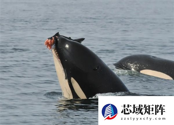 最新研究发现海豚会主动给虎鲸打工：只为吃口残羹剩饭
