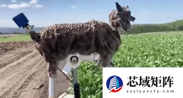眼睛闪着红光、90分贝噪音 日本多地用“机器狼”驱赶熊