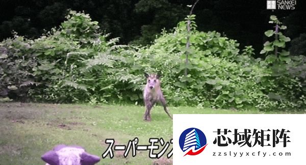 眼睛闪着红光、90分贝噪音 日本多地用“机器狼”驱赶熊