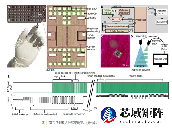 全球最小全自主可编程机器人诞生：接近细菌尺度 成本仅1美分