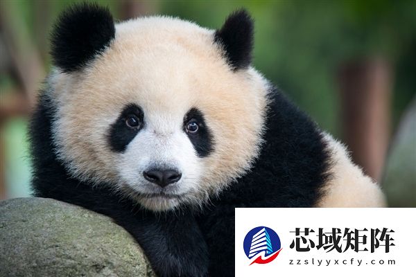 日本民众预约参观大熊猫 动物园官网崩了 首日4800个名额已售罄