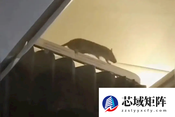 飞行途中惊现大老鼠 超250人目睹！一飞机被迫取消行程