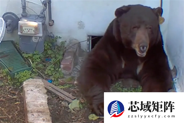 美国男子地下室惊现巨熊 进出只能硬挤 但就是不走
