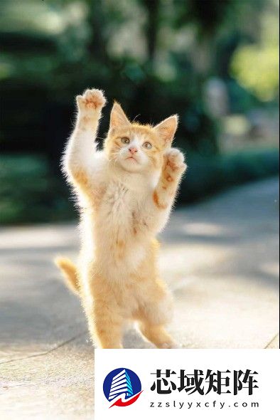 晒出年度影像答卷 尼康2025影像征集活动携重磅好礼启幕