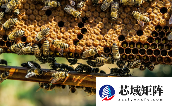 幼蜂互杀、雄蜂惨死!蜂群“权力的游戏”比宫斗还狠