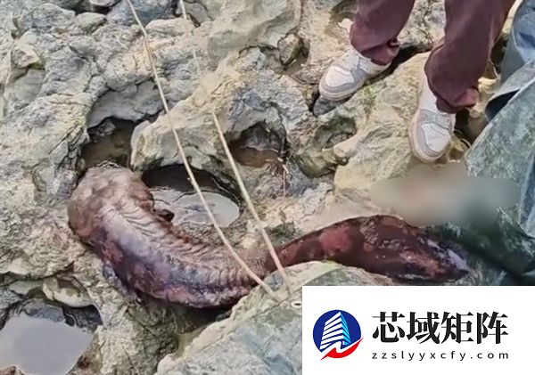重庆发现“水中活化石”野生大鲵:全身呈红褐色 体长达1.5米十分罕见