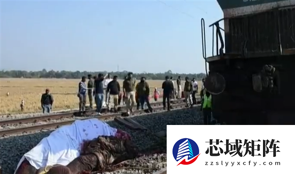 印度一辆列车撞上象群脱轨：多头野象死伤 共载有650名乘客