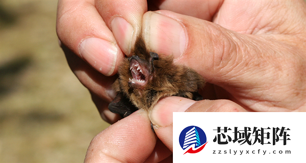 美国男子换肾后莫名感染狂犬病死亡！病毒来自捐赠者