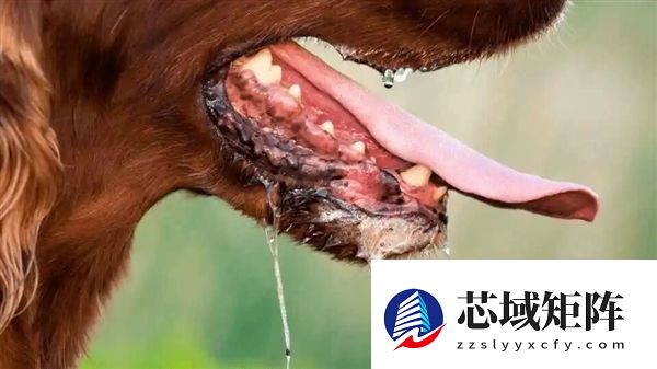 美国男子换肾后莫名感染狂犬病死亡！病毒来自捐赠者