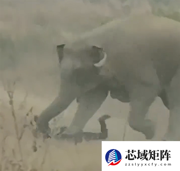 印度男子冒险和野象自拍激怒后者：遭反复抽打 被活活踩死