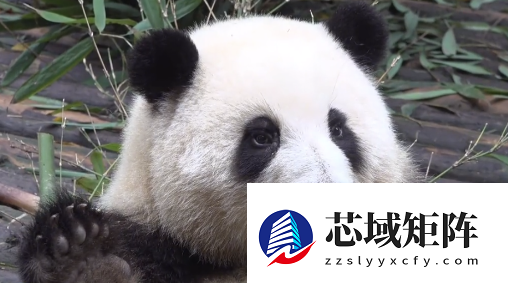 华为首款100W自带线充电宝熊猫和花限定版发布 399元 12000mAh