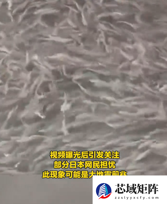 日本大阪一河道涌入鱼群:覆盖整个河面 居民担忧地震