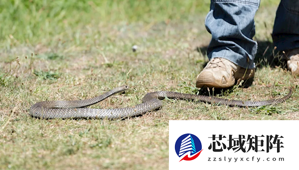 1毫克就可致死！女子户外寻宝 世界第二毒蛇钻入鞋内
