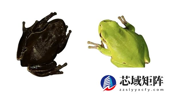 切尔诺贝利的真菌正在学会吸收强辐射 可能利用辐射进行未知的代谢