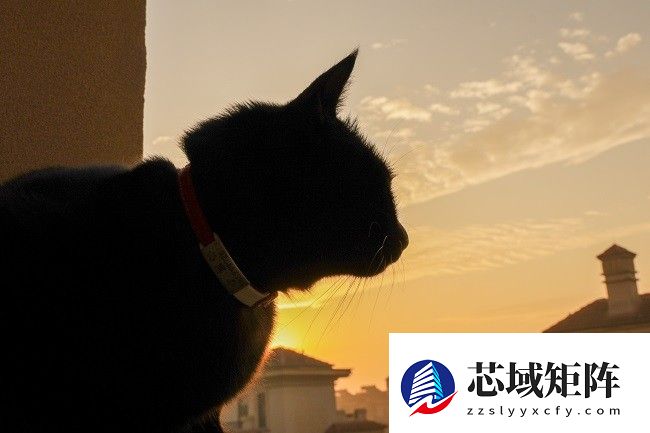 佳能EOS R50 V旅行摄影师的4K Vlog创作必备神器