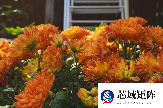 佳能EOS R50 V旅行摄影师的4K Vlog创作必备神器