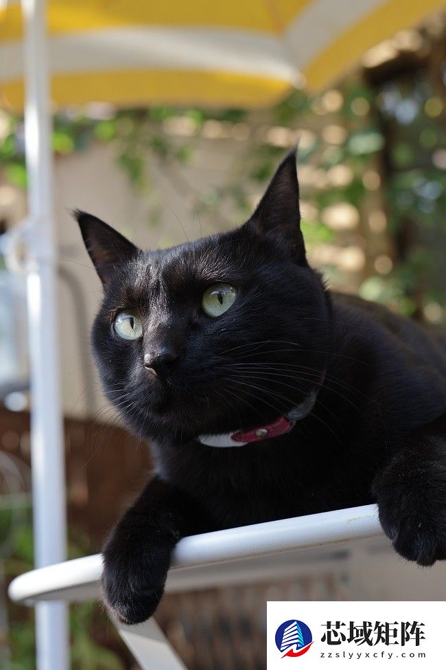 佳能EOS R50 V旅行摄影师的4K Vlog创作必备神器