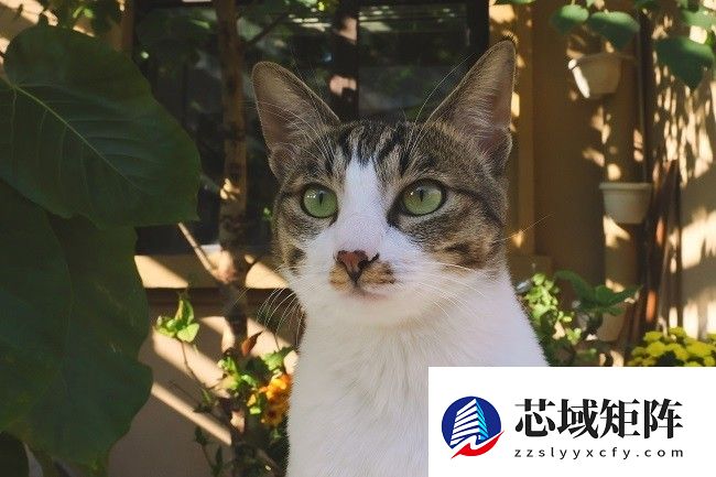 佳能EOS R50 V旅行摄影师的4K Vlog创作必备神器