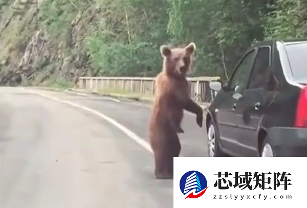 日本10个月猎杀近万头熊 但新的挑战又来了