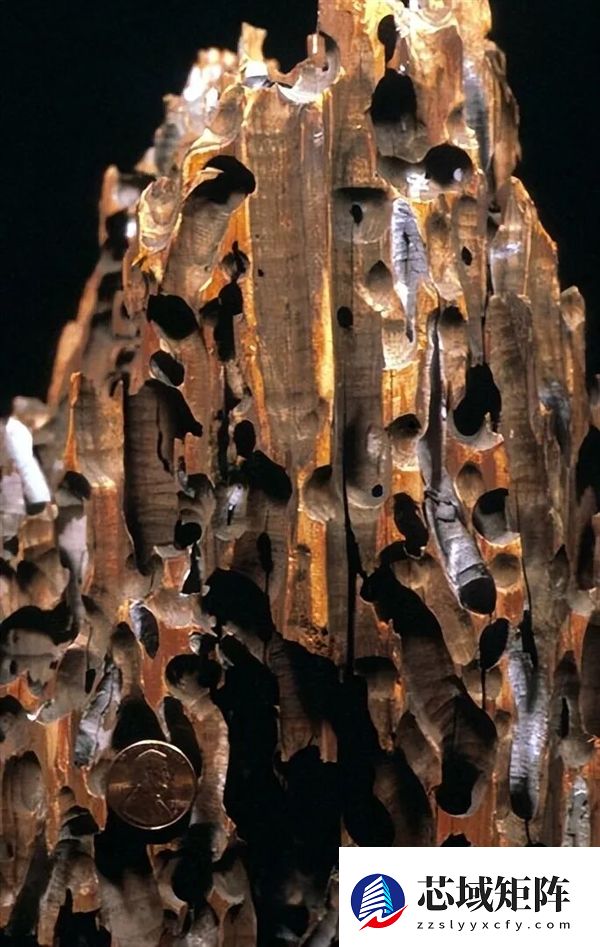 船蛆：地球上最独特的动物群体之一