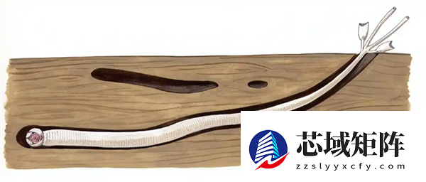 船蛆：地球上最独特的动物群体之一