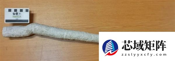 船蛆：地球上最独特的动物群体之一