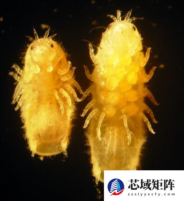 船蛆：地球上最独特的动物群体之一