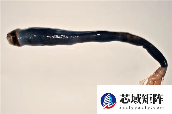 船蛆：地球上最独特的动物群体之一