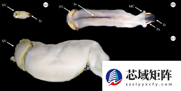 船蛆：地球上最独特的动物群体之一