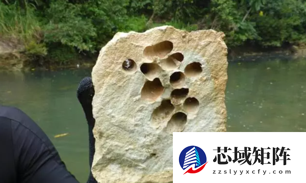 船蛆：地球上最独特的动物群体之一