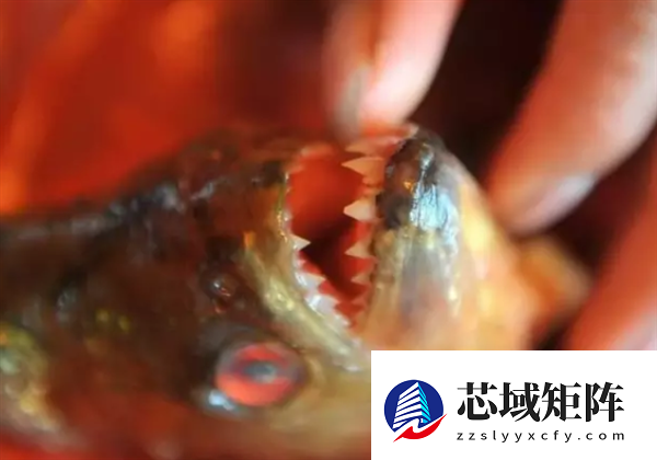 饲主回应鲳鱼一半被吃4天没死：属食人鱼 体质较强