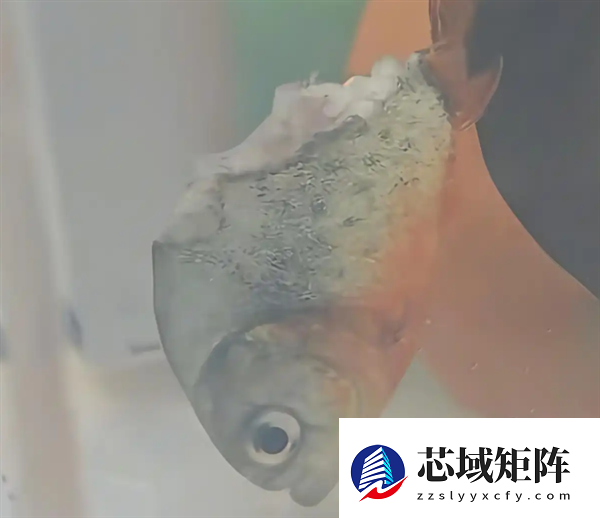 饲主回应鲳鱼一半被吃4天没死：属食人鱼 体质较强